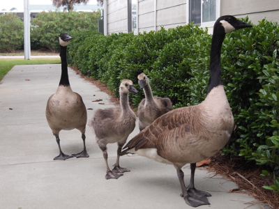 [The four geese are on the sidewalk beside the bushes which are against the building. Poppa is in the front, the goslings are beside each other in the middle, and Momma stands at the rear. Momma's neck still has a bit of a lump shown.]
